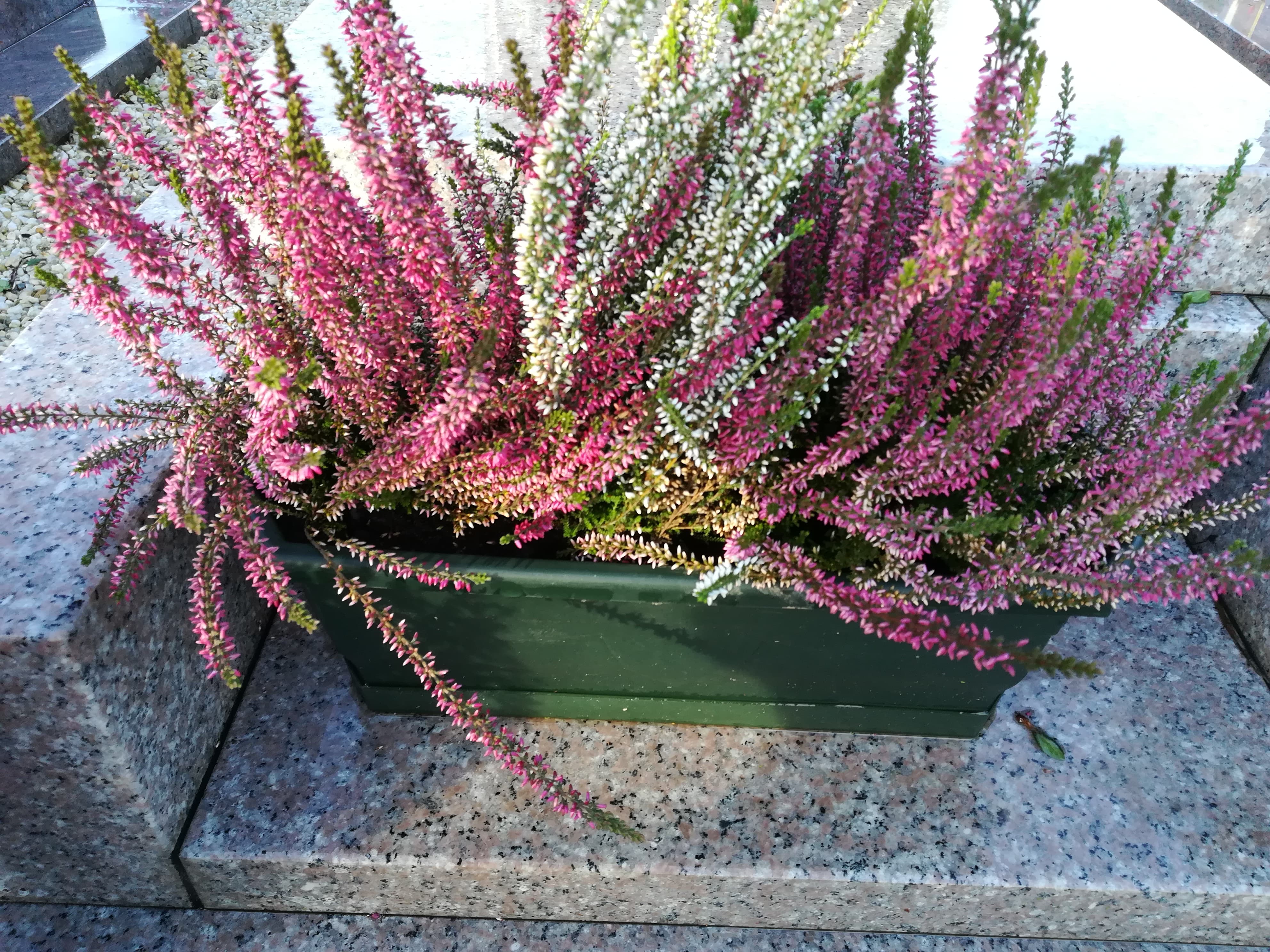 Quelles Plantes Pour Une Jardinière Au Cimetière ? - Entre Cime Et Terres
